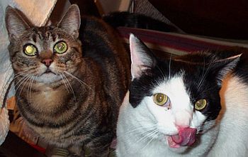 Heather DCP_4030Cats1x.jpg